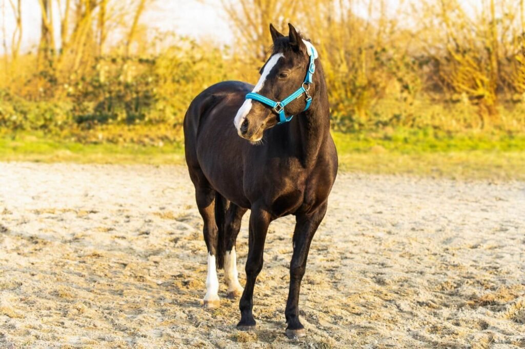 Foto vom Familienpony der Hobby Horsing Patchworkfamilie