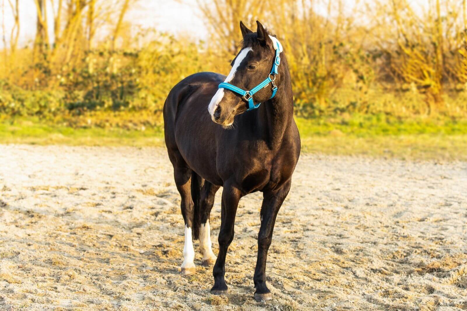 Profilbild Hobby Horsing Patchwork