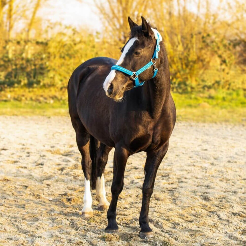 Mehr über den Artikel erfahren Sissi – das Patchwork-Pony