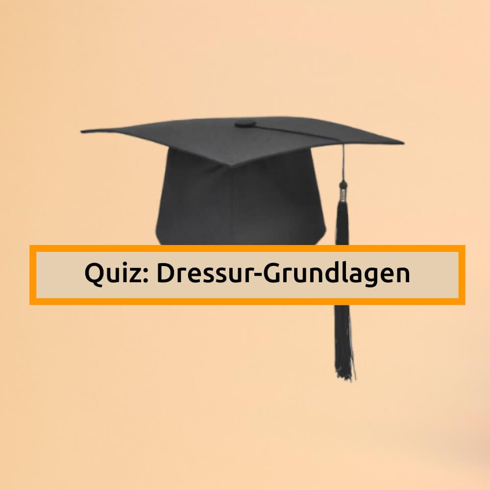 Quiz: Dressur – Grundlagen – jetzt starten